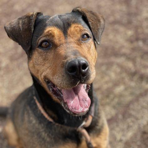 Lollipop — thumbnail 2