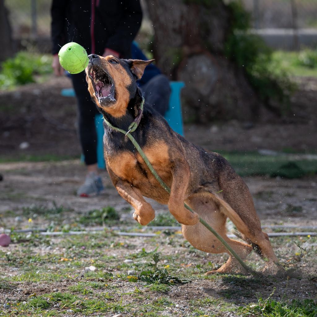 Lollipop — thumbnail 3