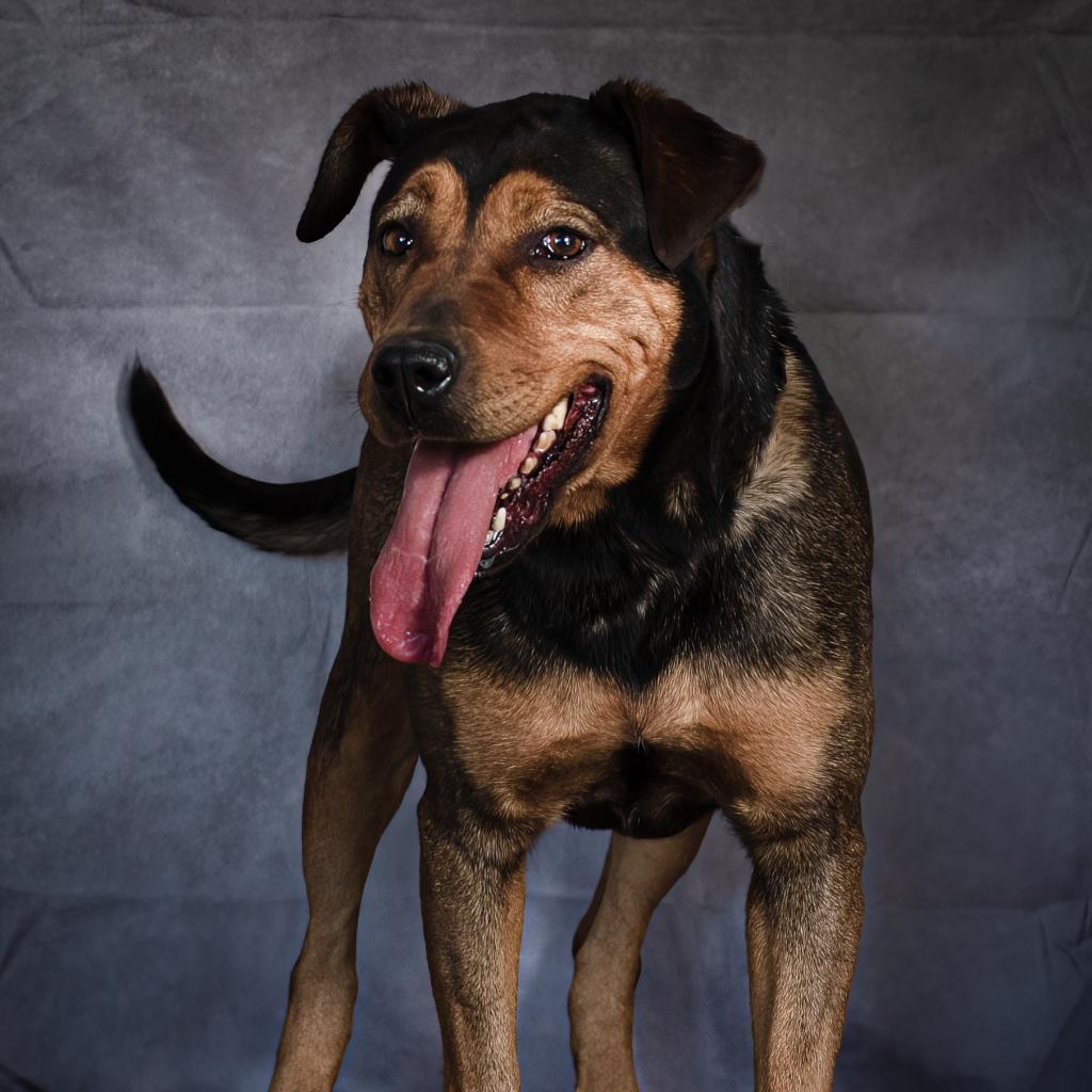 Lollipop — thumbnail 4