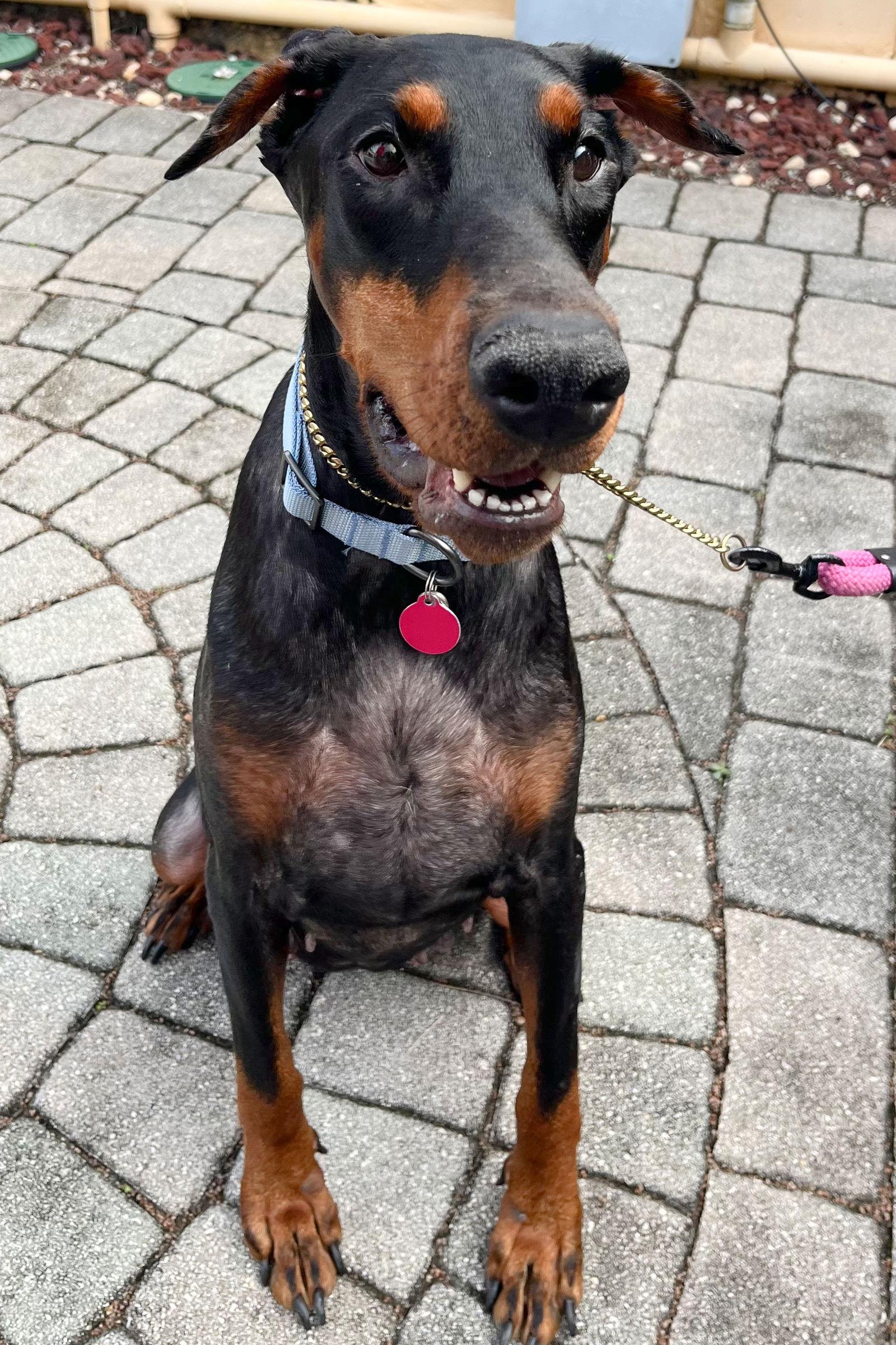 Kira 3457, Adoptable, Young Female Doberman Pinscher.