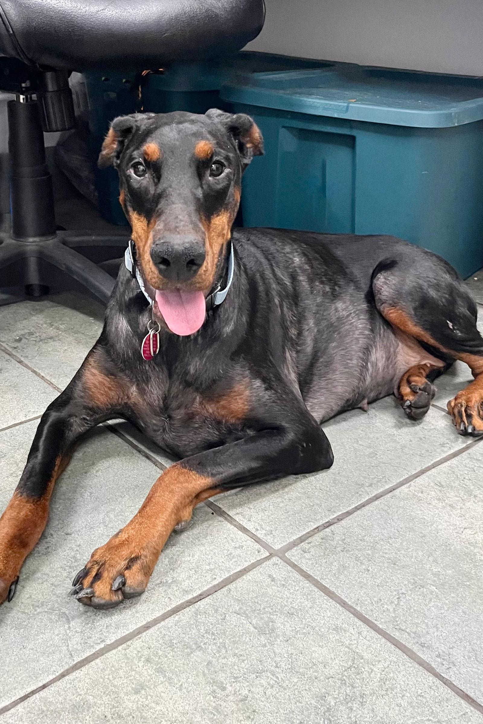 Kira 3457, a Adoptable Doberman Pinscher in Oakland Park, FL image 2/3