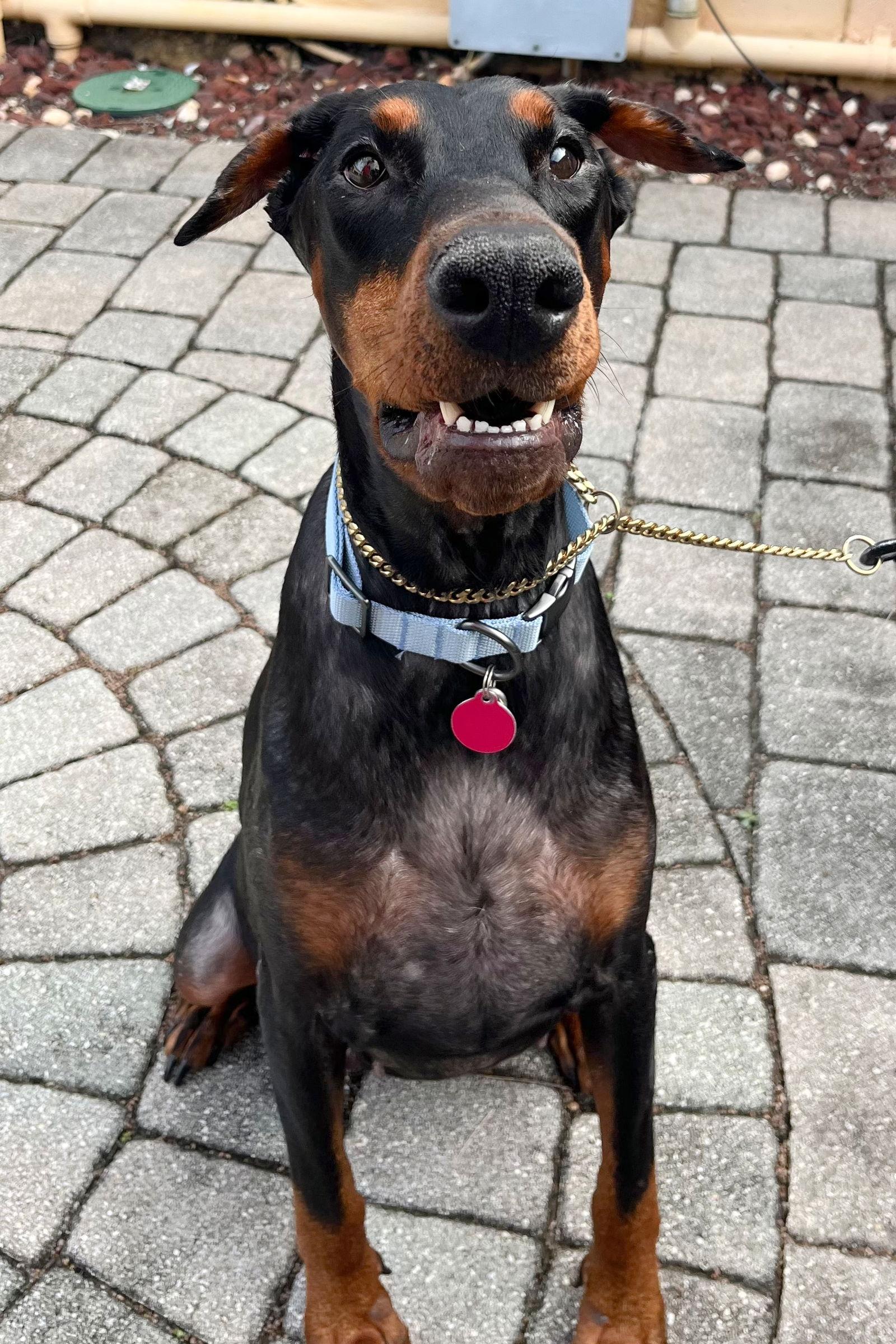 Kira 3457, a Adoptable Doberman Pinscher in Oakland Park, FL image 3/3