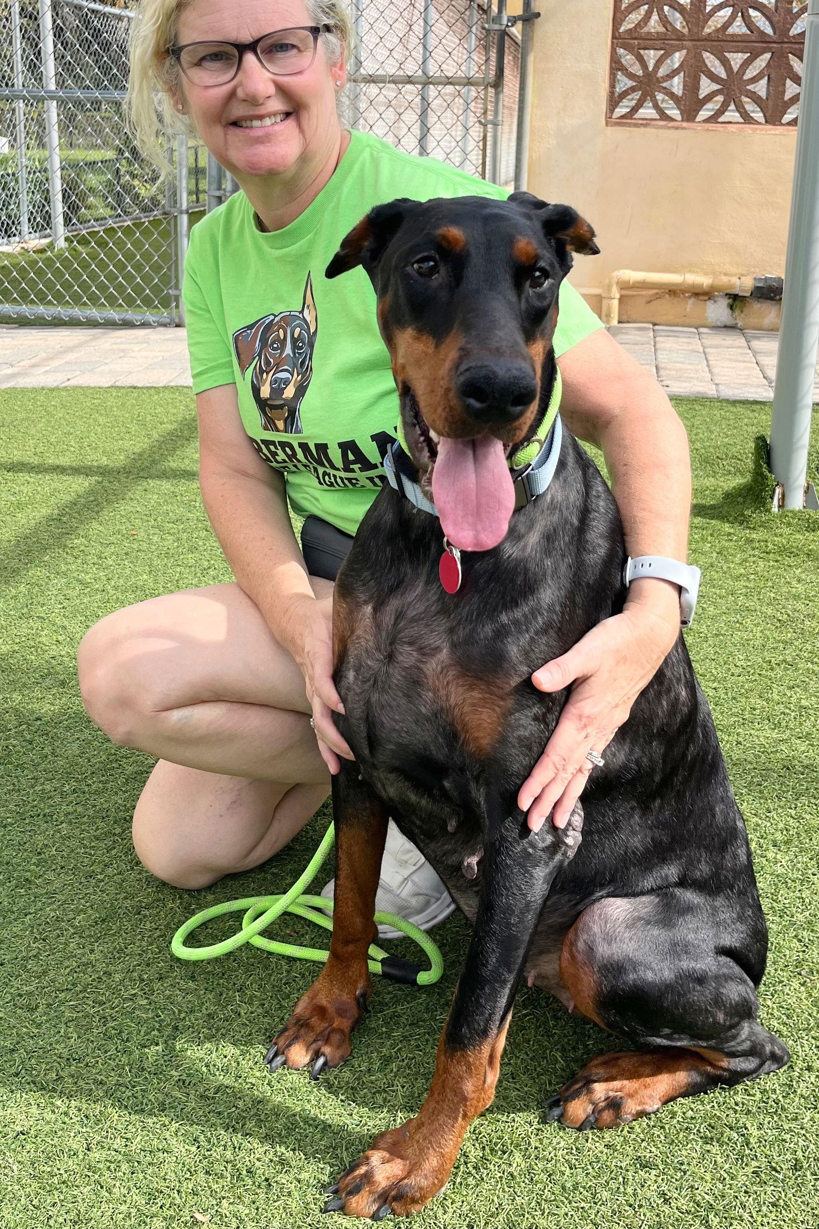 Kira 3457, a Adoptable Doberman Pinscher in Oakland Park, FL image 3/3