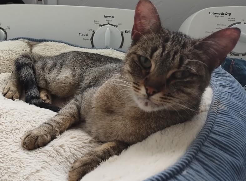 Beatriz, Adoptable, Adult Female American Shorthair.