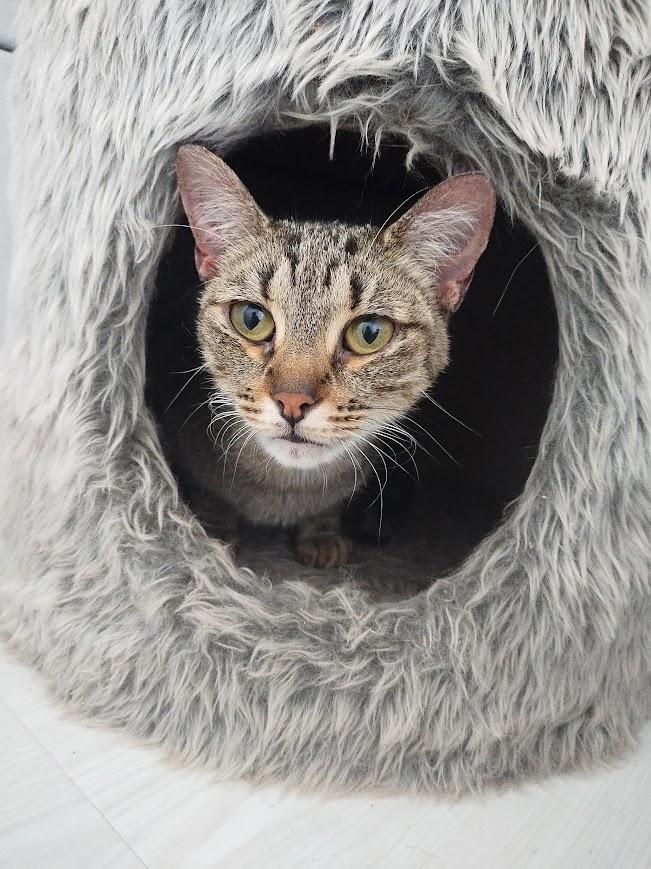 Enlarge Beatriz, a Adoptable American Shorthair in Rio Rico, AZ image 3/3