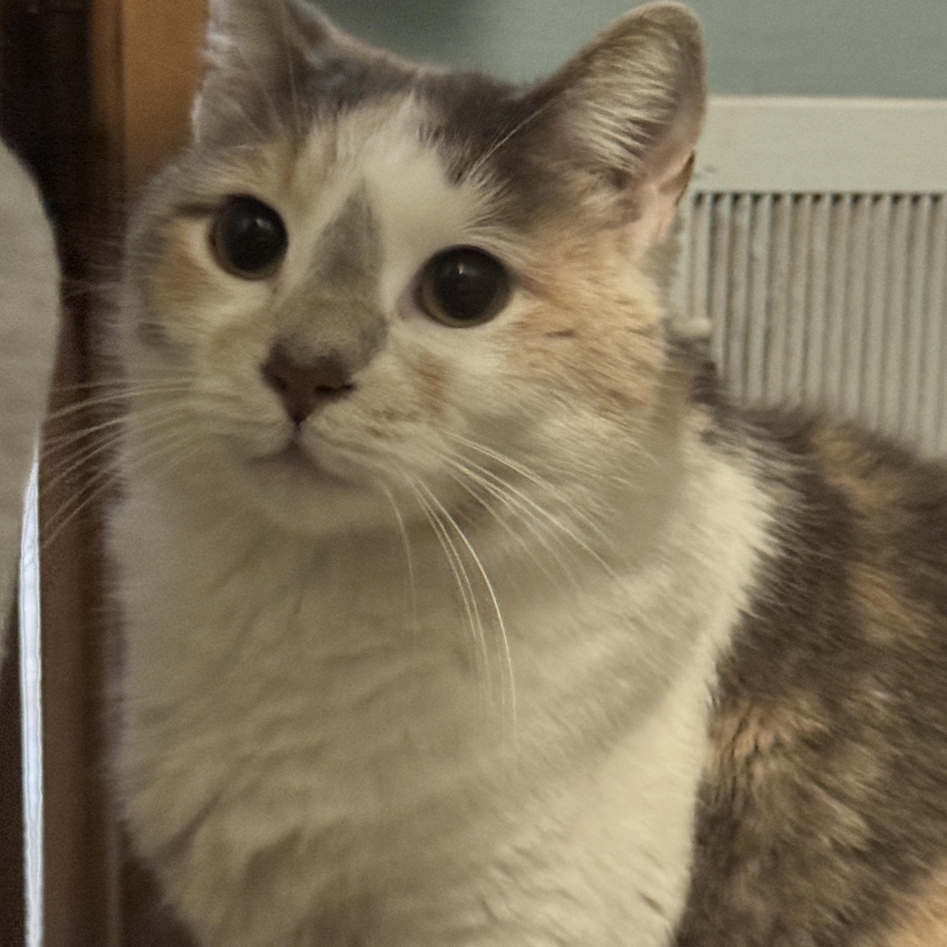 Lola, Adoptable, Adult Female Dilute Calico & Domestic Short Hair.