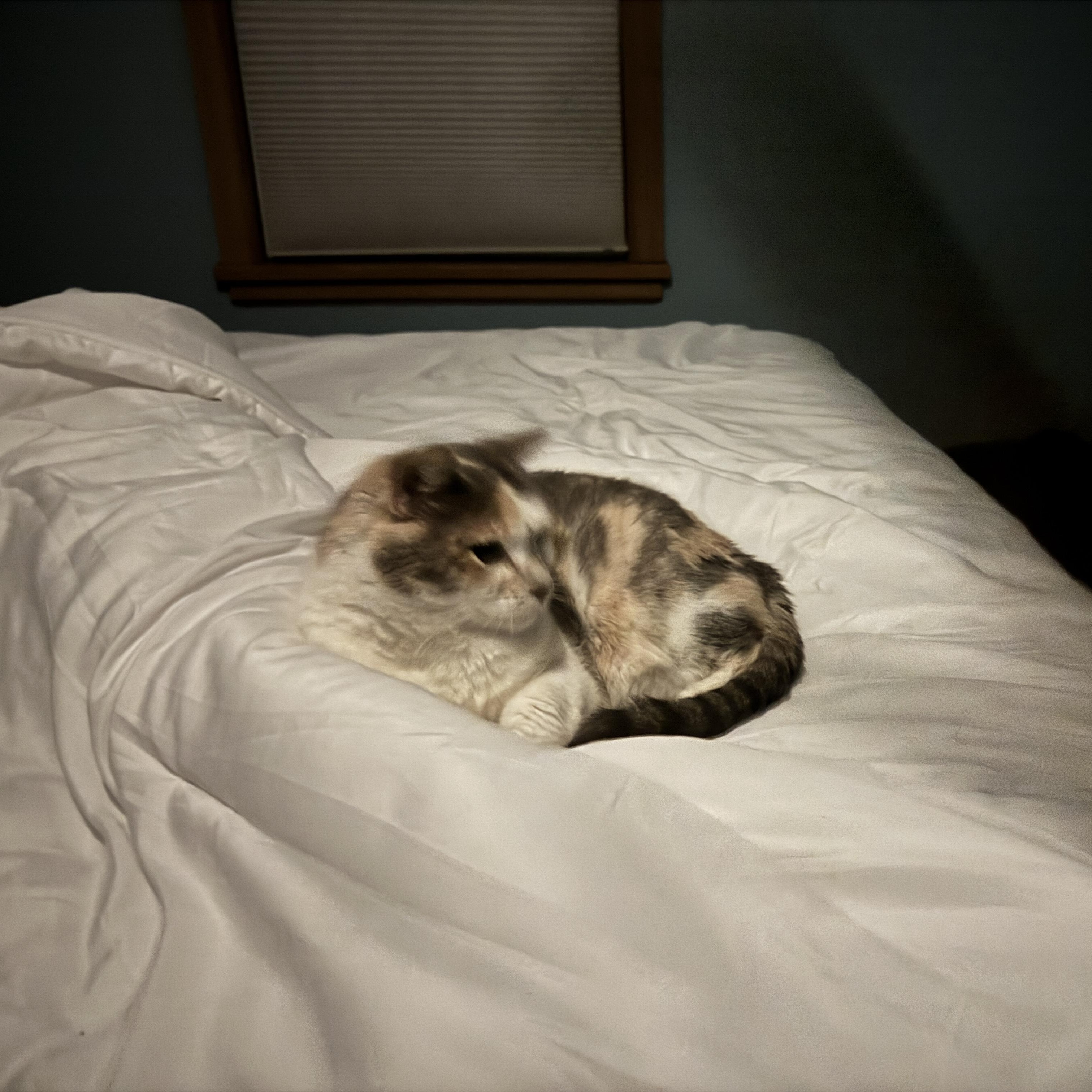 Lola, a Adoptable mixed breed in Omaha, NE image 2/3