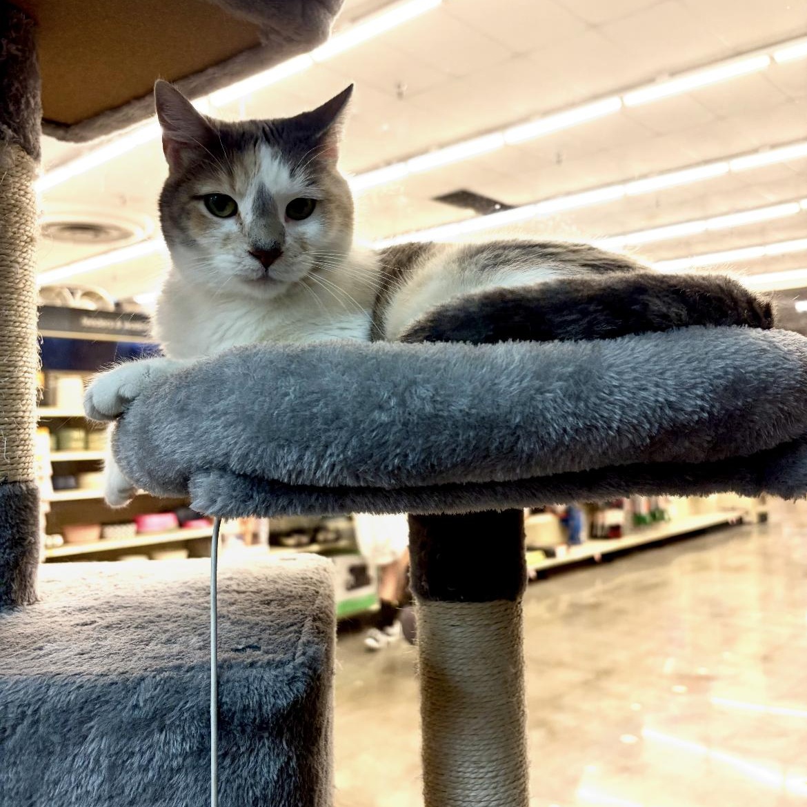 Lola, a Adoptable mixed breed in Omaha, NE image 3/3