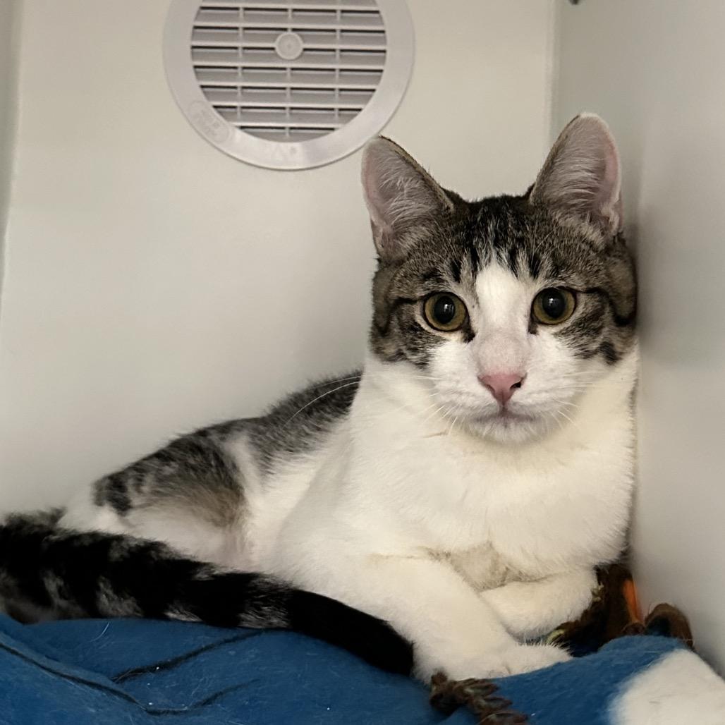 Enlarge Earl Grey, a Adoptable Domestic Short Hair in Phoenix, AZ image 1/3