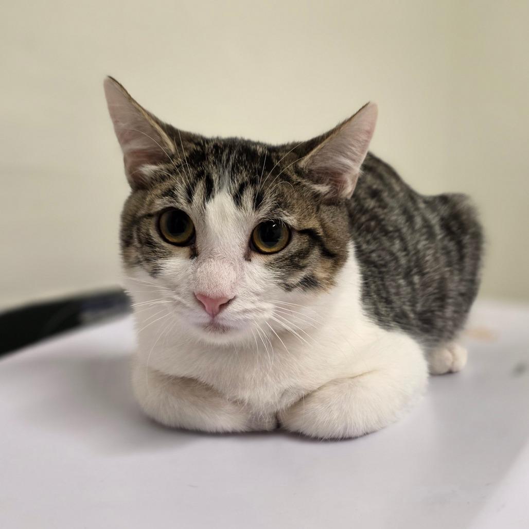 Enlarge Earl Grey, a Adoptable Domestic Short Hair in Phoenix, AZ image 2/3