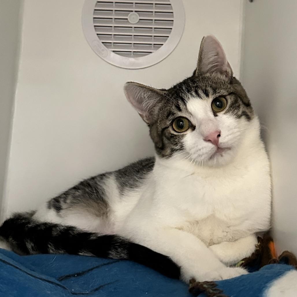 Enlarge Earl Grey, a Adoptable Domestic Short Hair in Phoenix, AZ image 3/3