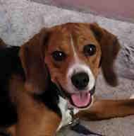Bogey, adopted, Young Male Beagle.