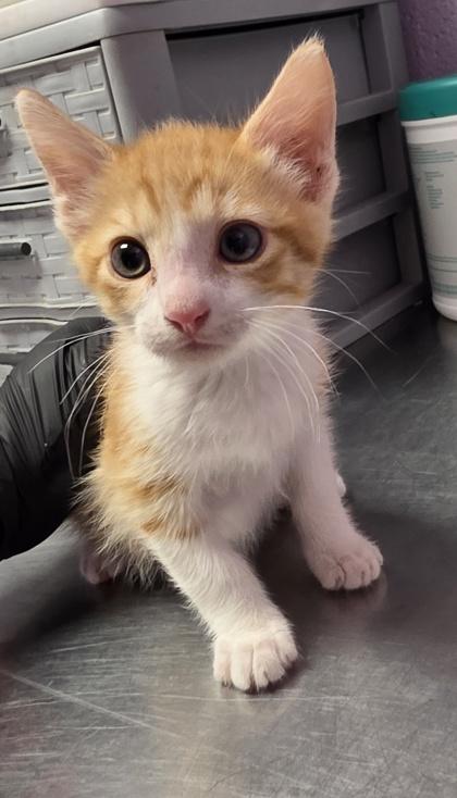 Enlarge 59657116, a Adoptable mixed breed in El Paso, TX image 1/1