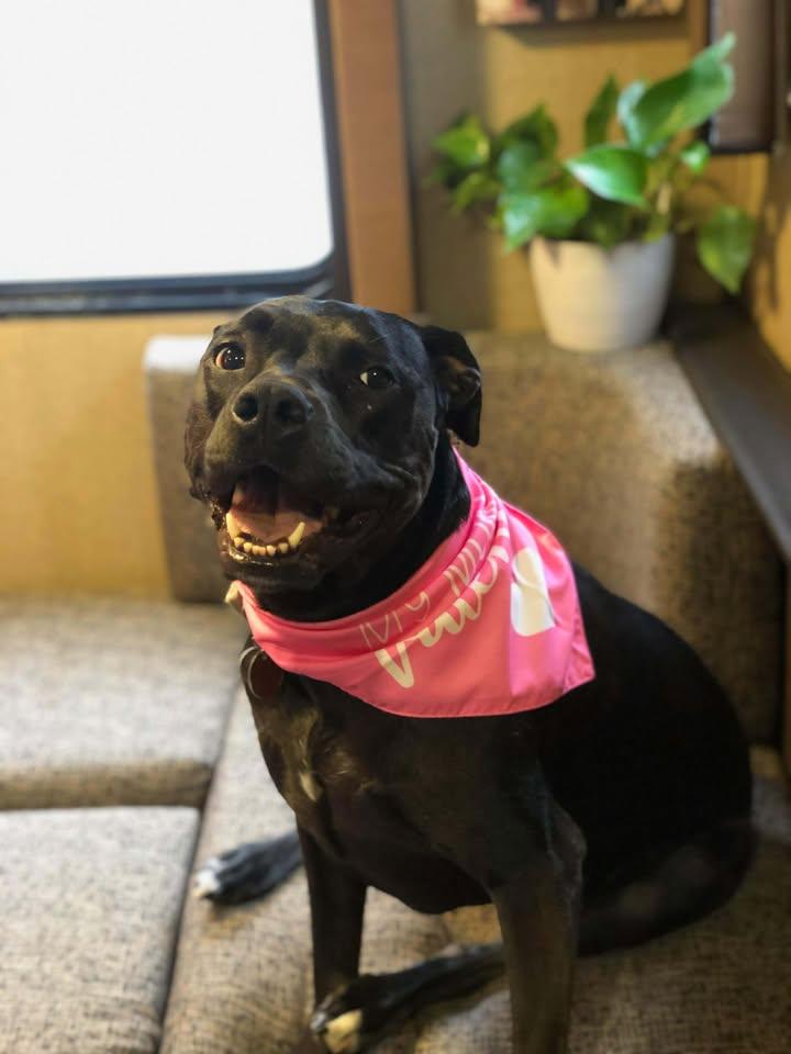 Dianna, ADOPTABLE, Adult Female Pit Bull Terrier & Black Labrador Retriever.