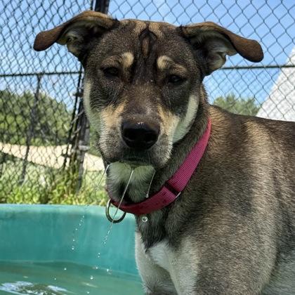 Darling, Adoptable, Adult Female Mixed Breed & Mixed Breed.