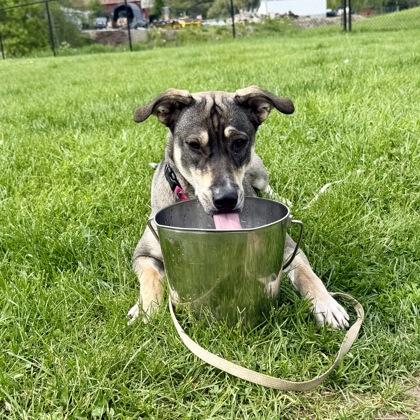 Darling, a Adoptable mixed breed in East Montpelier, VT image 2/3
