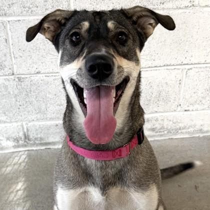 Darling, a Adoptable mixed breed in East Montpelier, VT image 3/3