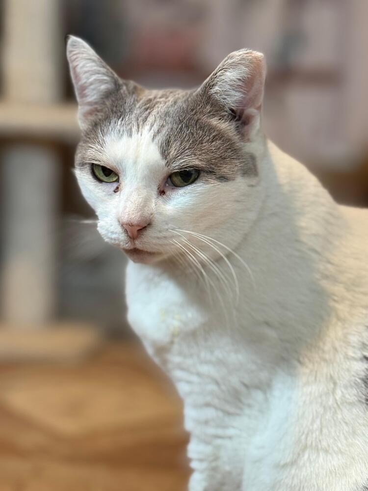 Momma B, Adoptable, Adult Female Domestic Short Hair.