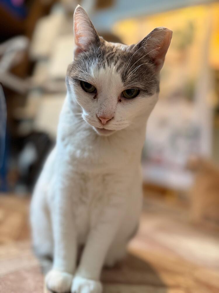 Enlarge Momma B, a Adoptable Domestic Short Hair in Skippack, PA image 2/5