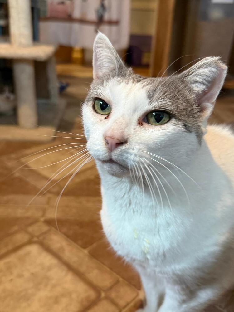 Enlarge Momma B, a Adoptable Domestic Short Hair in Skippack, PA image 4/5