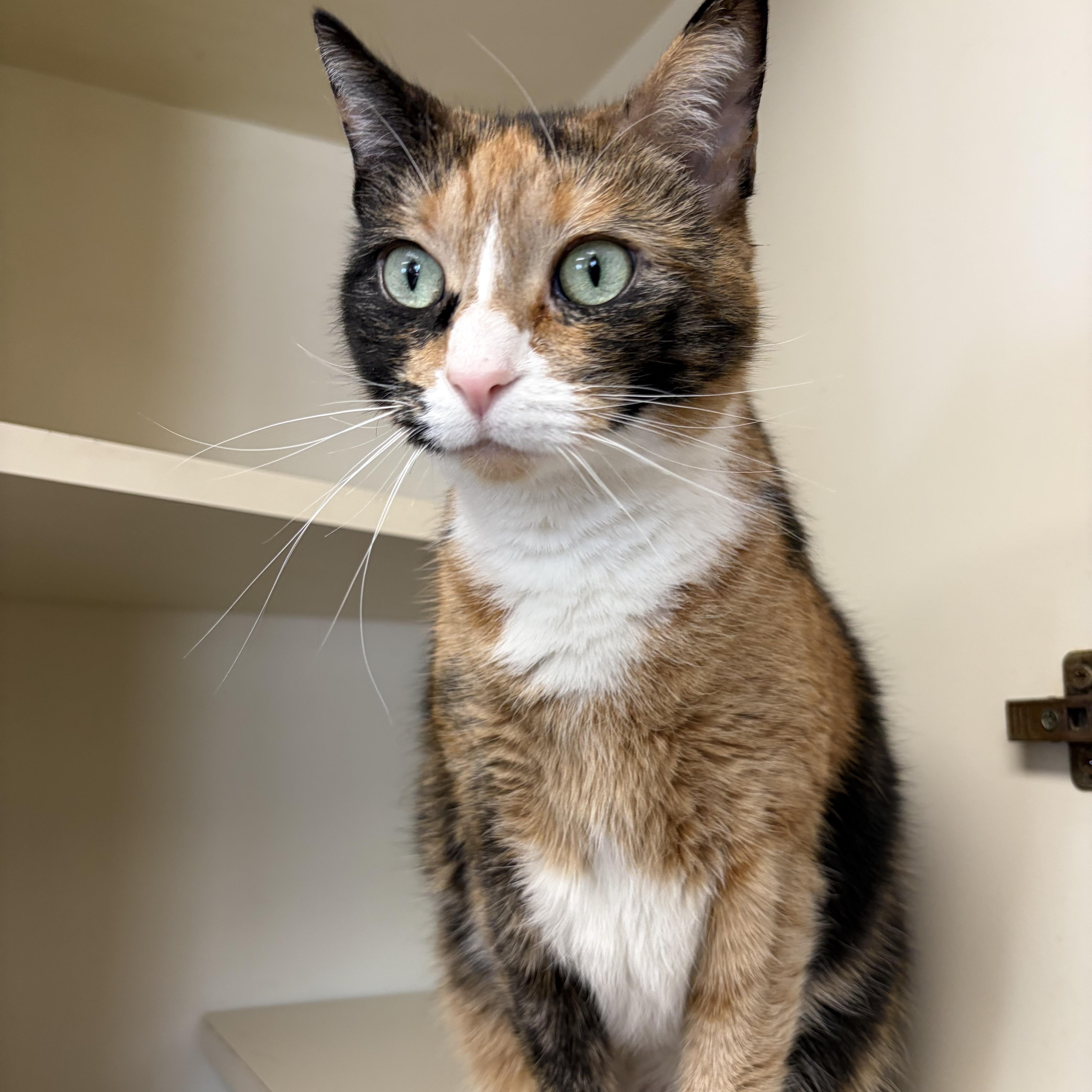 Enlarge Toe Beans, a ADOPTABLE Domestic Short Hair in Somerset, NJ image 1/2