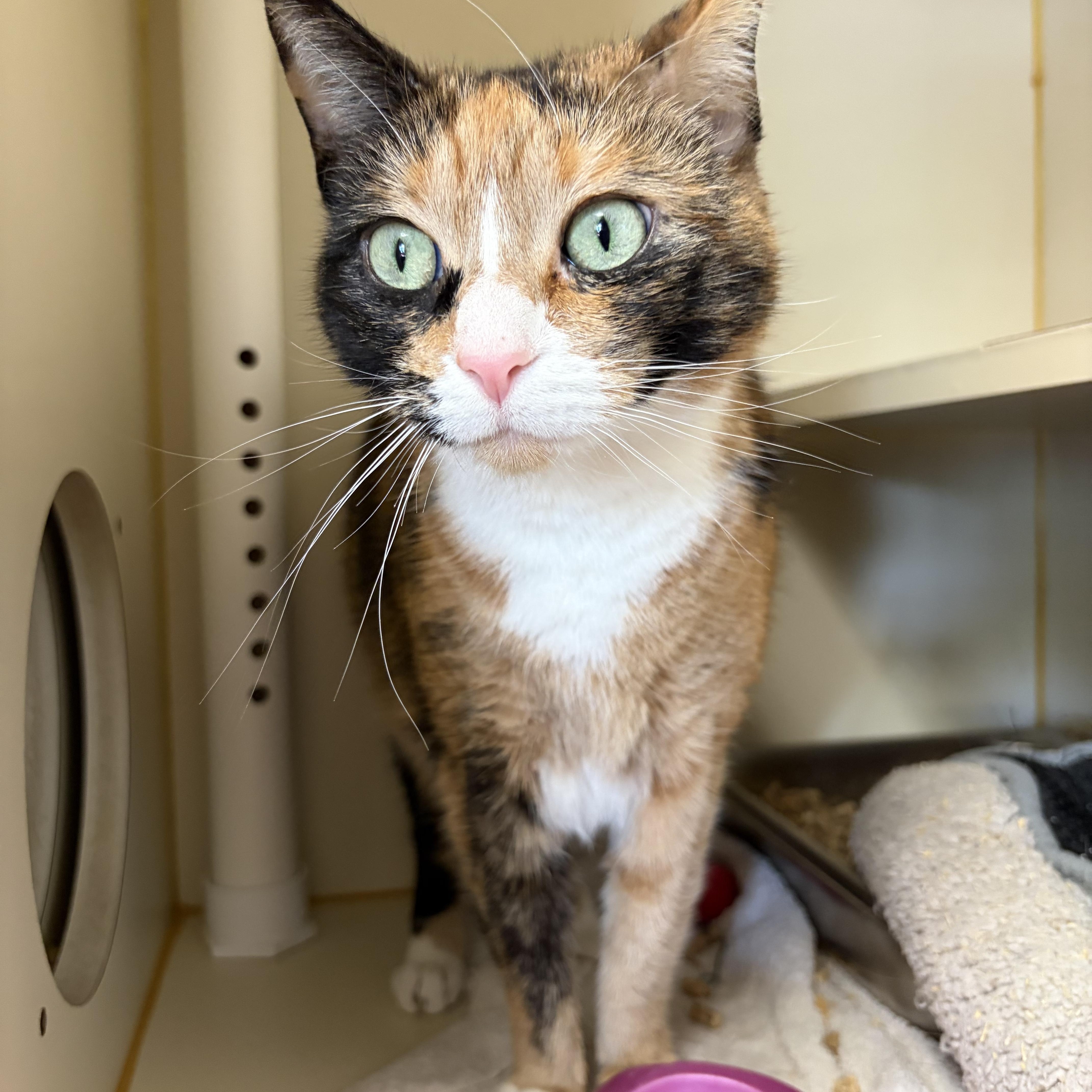 Enlarge Toe Beans, a ADOPTABLE Domestic Short Hair in Somerset, NJ image 2/2