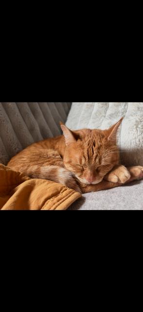 Enlarge Cheddar , a ADOPTABLE Domestic Short Hair in Enfield, CT image 4/4