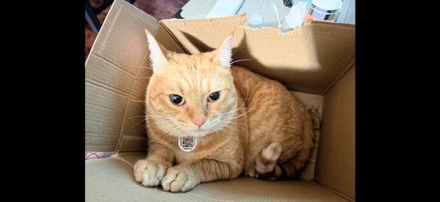 Enlarge Cheddar , a ADOPTABLE Domestic Short Hair in Enfield, CT image 3/4