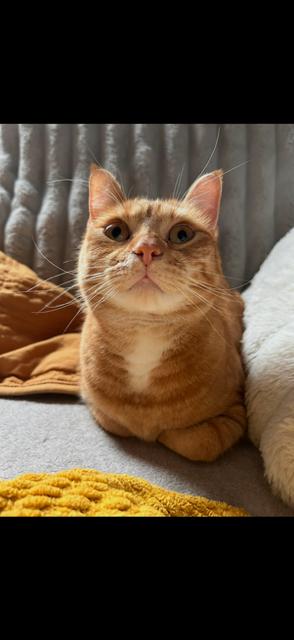 Enlarge Cheddar , a ADOPTABLE Domestic Short Hair in Enfield, CT image 2/4