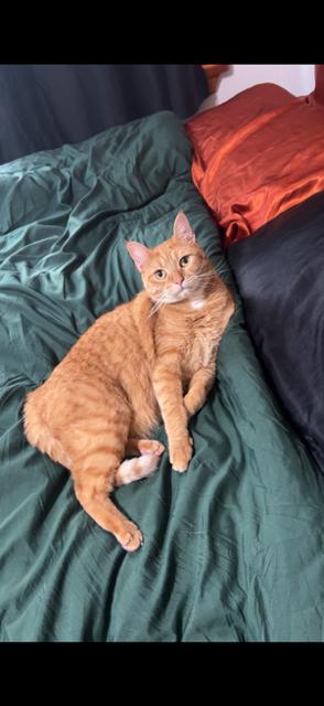 Enlarge Cheddar , a ADOPTABLE Domestic Short Hair in Enfield, CT image 1/4