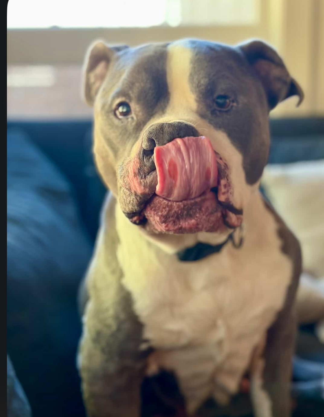 Enlarge Bubba, a Adoptable mixed breed in Powell Butte, OR image 1/6