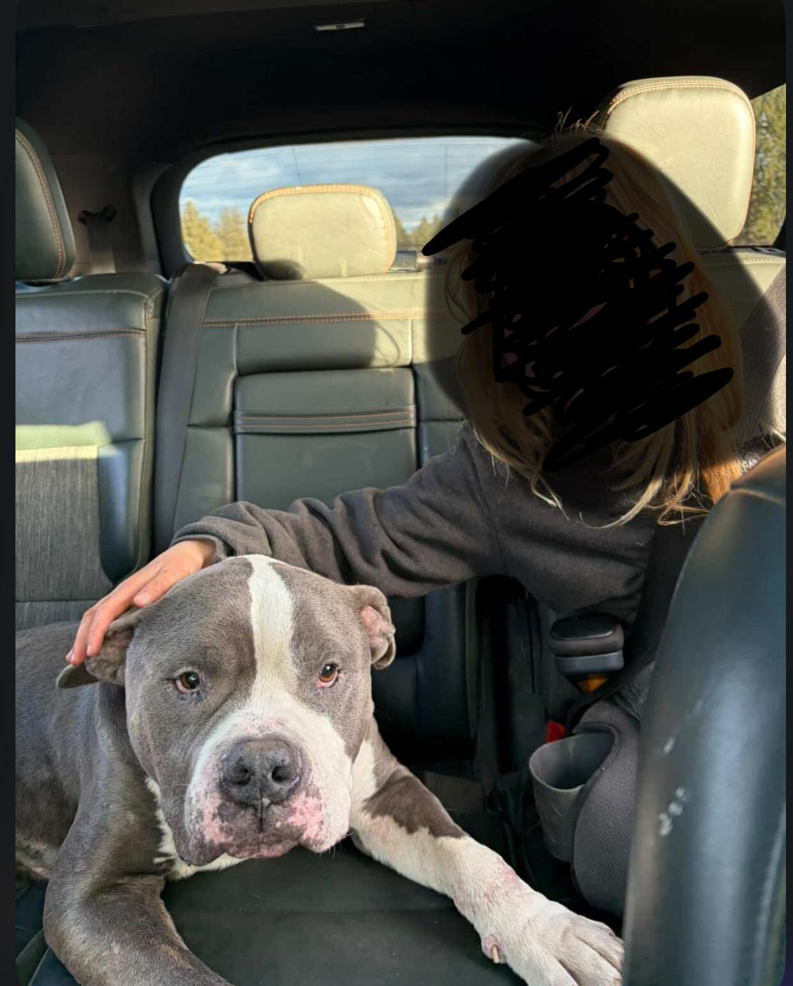 Enlarge Bubba, a Adoptable mixed breed in Powell Butte, OR image 2/6