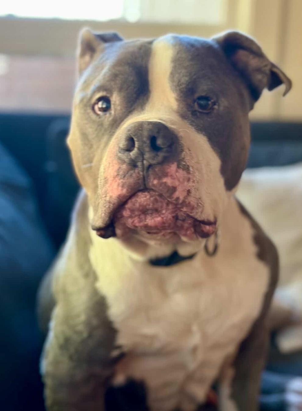 Enlarge Bubba, a Adoptable mixed breed in Powell Butte, OR image 3/6