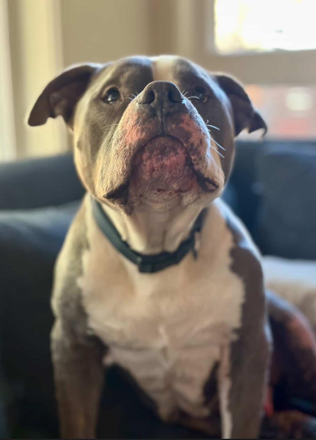 Enlarge Bubba, a Adoptable mixed breed in Powell Butte, OR image 4/6