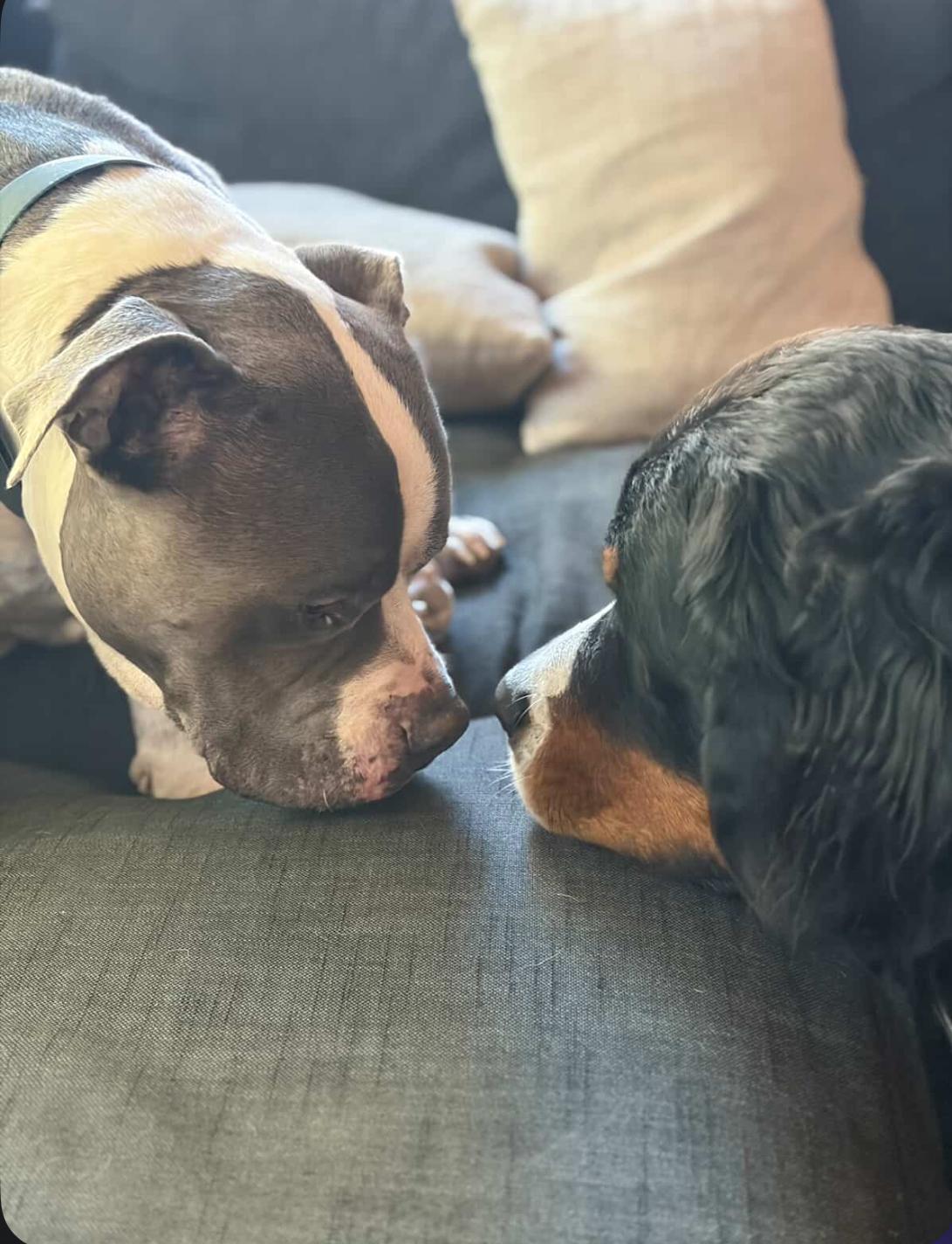 Enlarge Bubba, a Adoptable mixed breed in Powell Butte, OR image 5/6