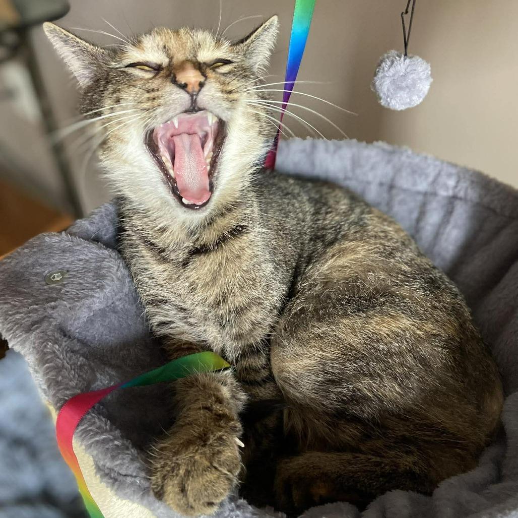 Confetti, Adoptable, Young Female Domestic Short Hair.