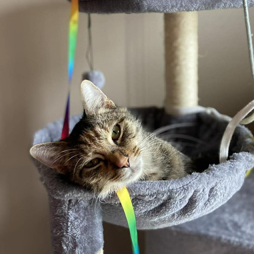 Enlarge Confetti, a Adoptable Domestic Short Hair in Jarrettsville, MD image 2/6