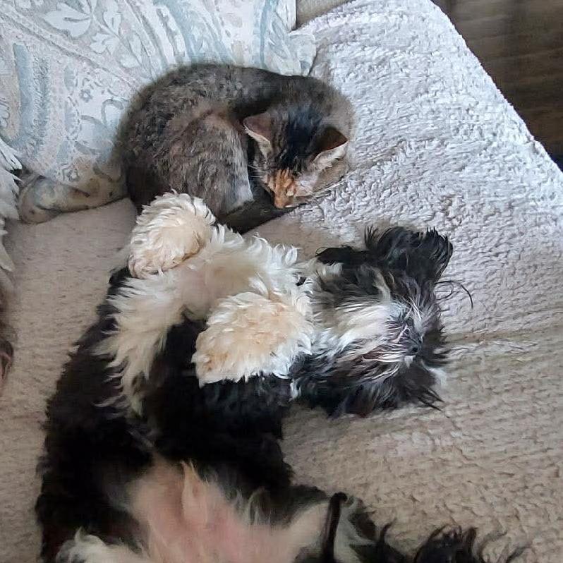 Enlarge Confetti, a Adoptable Domestic Short Hair in Jarrettsville, MD image 3/6