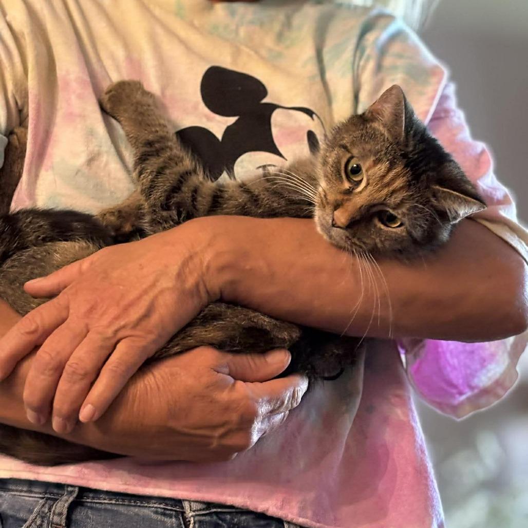 Enlarge Confetti, a Adoptable Domestic Short Hair in Jarrettsville, MD image 4/6