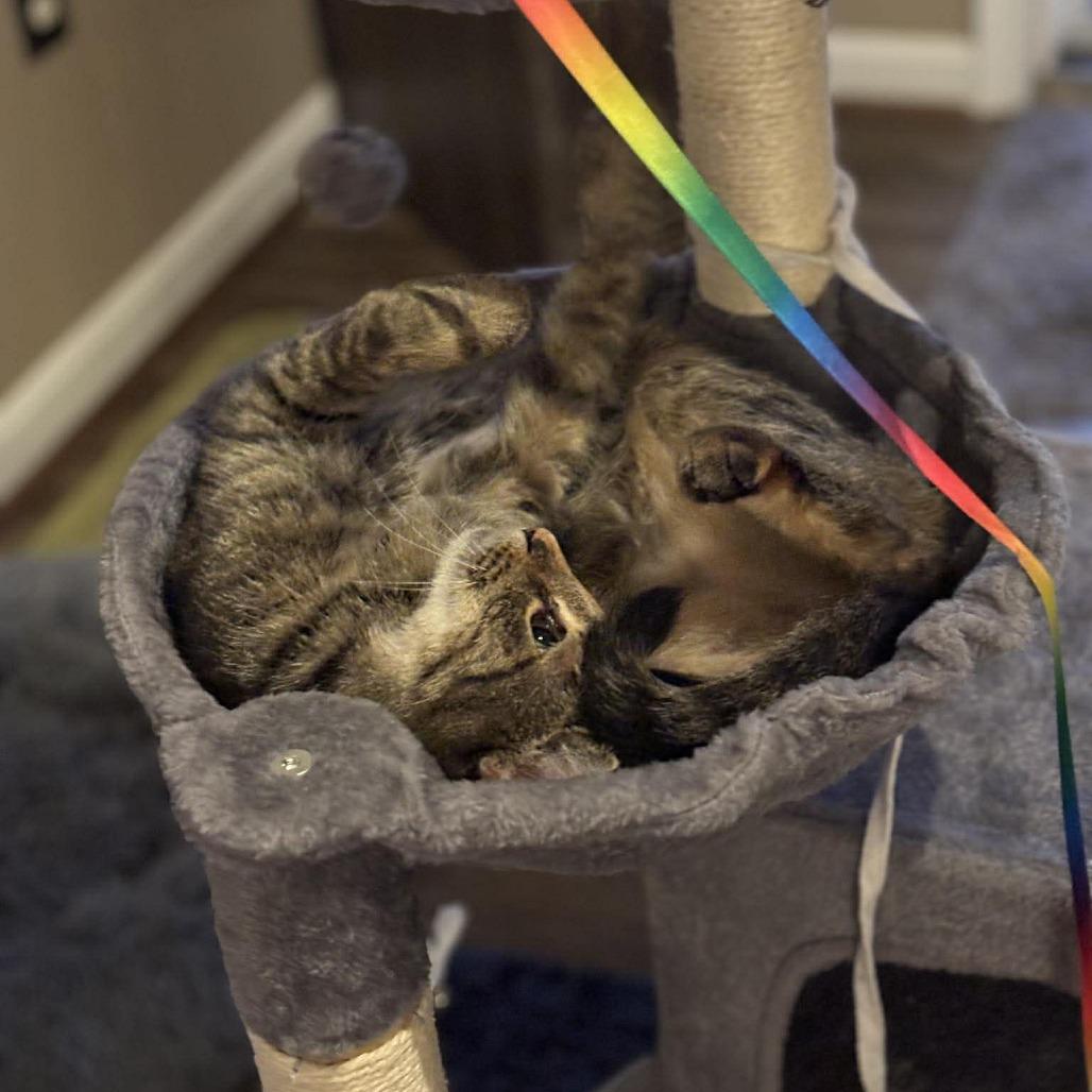 Enlarge Confetti, a Adoptable Domestic Short Hair in Jarrettsville, MD image 6/6