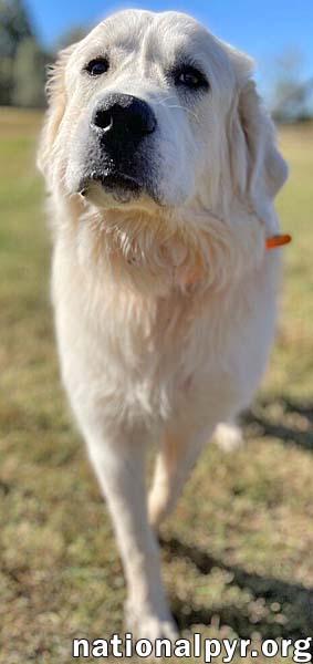 Oso In Tn  thumbnail 2