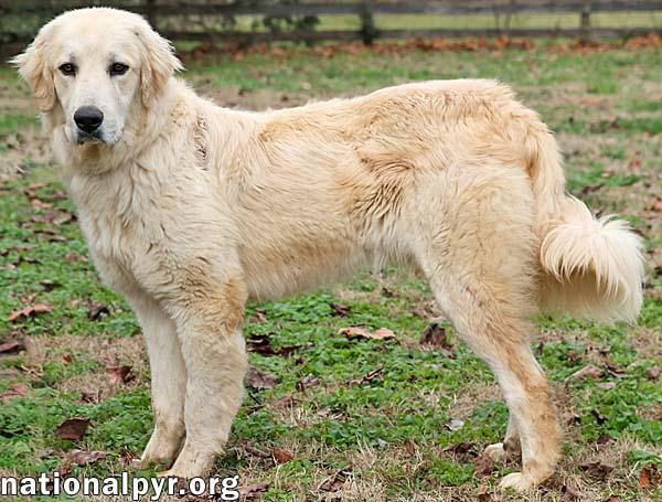 Oso In Tn  thumbnail 3