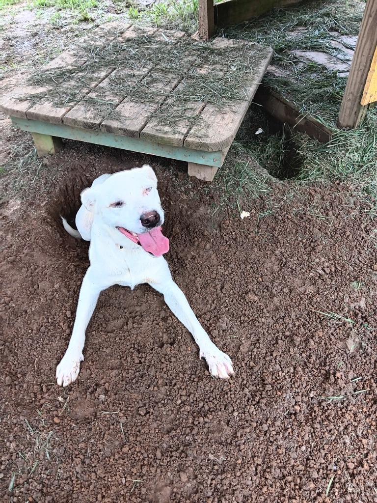 Daisy, Adoptable, Adult Female Husky & German Shepherd Dog.