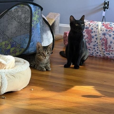 Enlarge Bolton (Meaghan-Fostered in New England), a Adoptable mixed breed in Milford, NH image 4/6