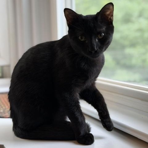 Bolton (Meaghan-Fostered in New England), Adoptable, Young Male Domestic Short Hair.