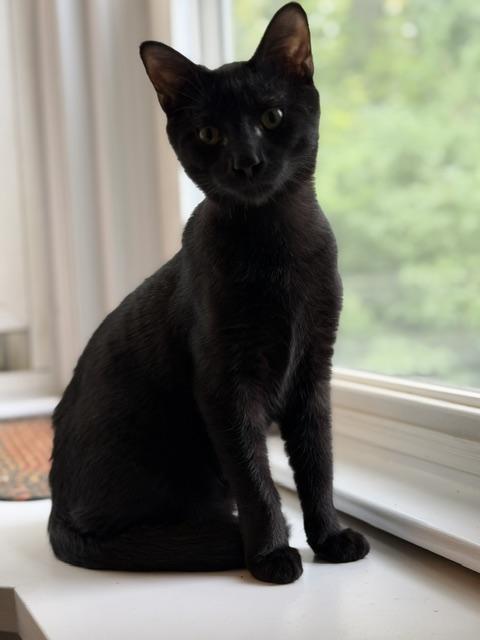 Enlarge Bolton (Meaghan-Fostered in New England), a Adoptable mixed breed in Milford, NH image 2/6