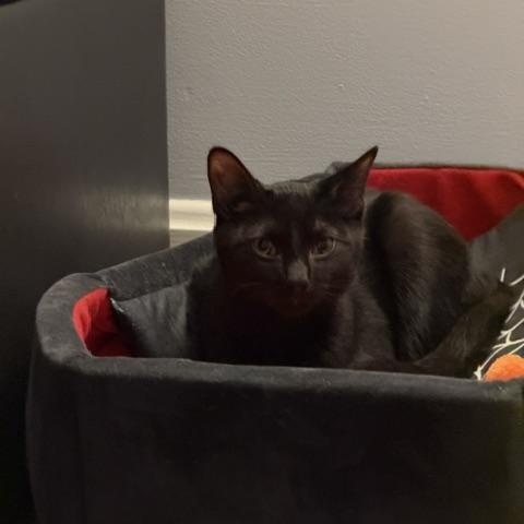Enlarge Bolton (Meaghan-Fostered in New England), a Adoptable mixed breed in Milford, NH image 6/6