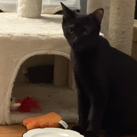 Enlarge Bolton (Meaghan-Fostered in New England), a Adoptable mixed breed in Milford, NH image 5/6
