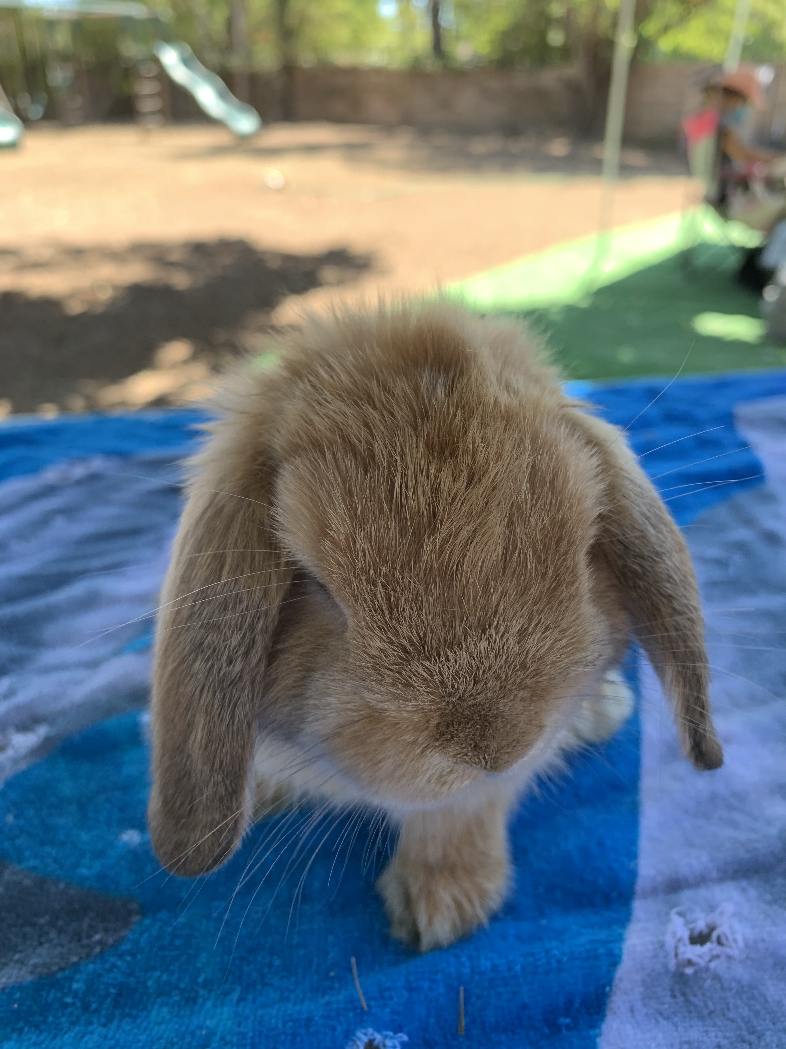 Enlarge Cadbury, a Adoptable mixed breed in Los Angeles, CA image 1/8