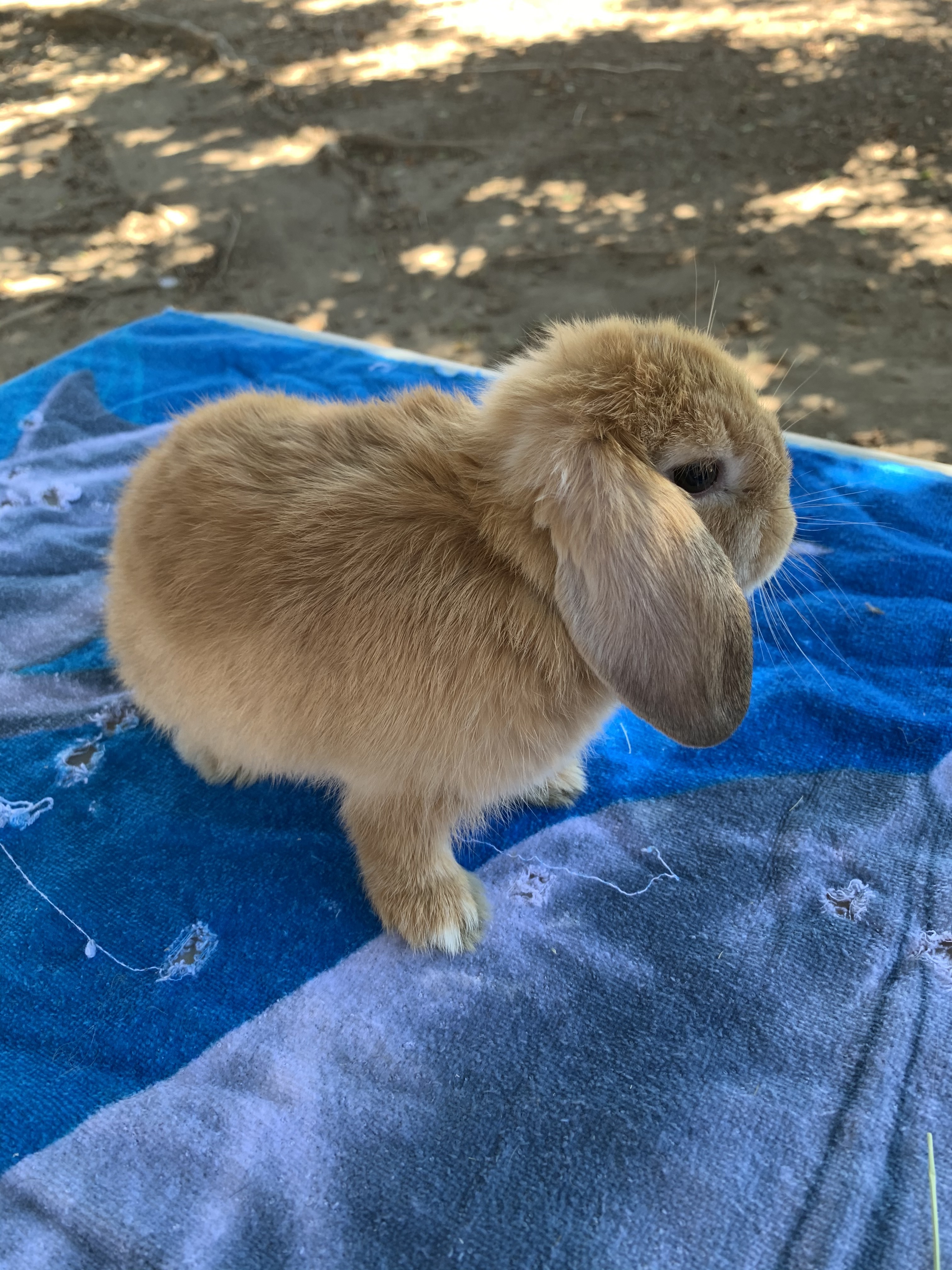 Enlarge Cadbury, a Adoptable mixed breed in Los Angeles, CA image 2/8